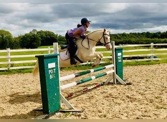 Connemara, Yegua, 4 años, 148 cm, Cremello