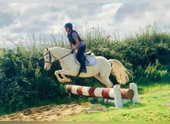 Connemara, Yegua, 4 años, 148 cm, Cremello