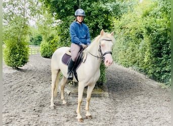 Connemara, Yegua, 4 años, 148 cm, Cremello
