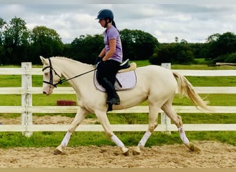 Connemara, Yegua, 4 años, 148 cm, Cremello