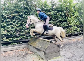 Connemara, Yegua, 4 años, 148 cm, Cremello