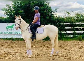 Connemara, Yegua, 4 años, 148 cm, Cremello