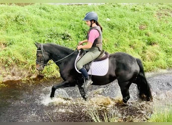 Connemara, Yegua, 4 años, 148 cm, Negro