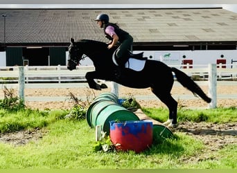 Connemara, Yegua, 4 años, 148 cm, Negro