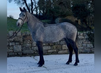 Connemara, Yegua, 4 años, 148 cm, Tordo