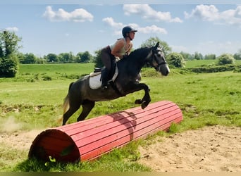 Connemara, Yegua, 4 años, 148 cm, Tordo