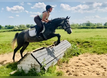 Connemara, Yegua, 4 años, 148 cm, Tordo