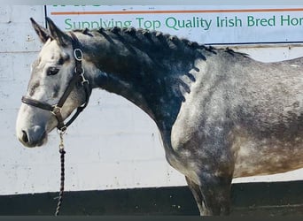 Connemara, Yegua, 4 años, 148 cm, Tordo
