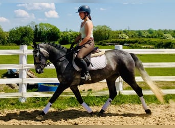 Connemara, Yegua, 4 años, 148 cm, Tordo