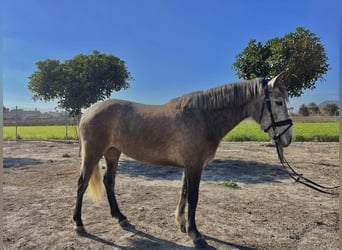 Connemara, Yegua, 4 años, 149 cm, Tordo