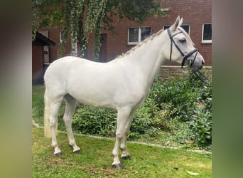 Connemara, Yegua, 4 años, 150 cm, Tordo