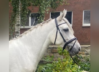 Connemara, Yegua, 4 años, 150 cm, Tordo