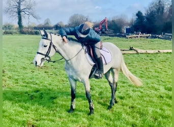 Connemara, Yegua, 4 años, 150 cm, Tordo