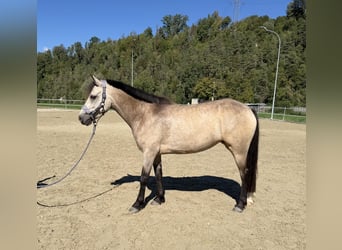 Connemara, Yegua, 4 años, 151 cm, Bayo