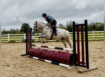 Connemara, Yegua, 4 años, 151 cm, Tordo