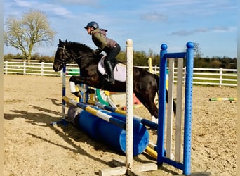 Connemara, Yegua, 4 años, 152 cm, Negro