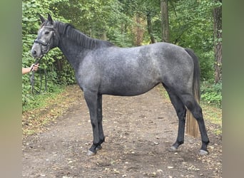 Connemara, Yegua, 4 años, 153 cm, Tordillo negro