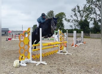 Connemara, Yegua, 4 años, 153 cm, Tordo