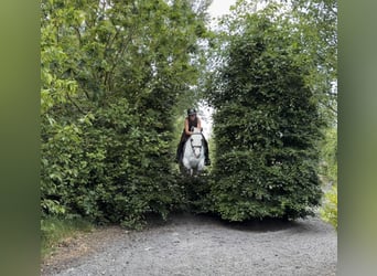 Connemara, Yegua, 4 años, 153 cm, White/Blanco