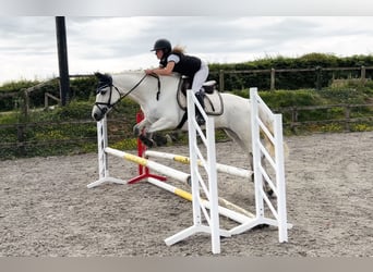 Connemara, Yegua, 4 años, 153 cm, White/Blanco