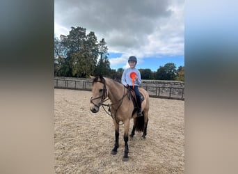 Connemara, Yegua, 4 años, 155 cm, Bayo