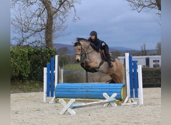 Connemara, Yegua, 4 años, 155 cm, Bayo