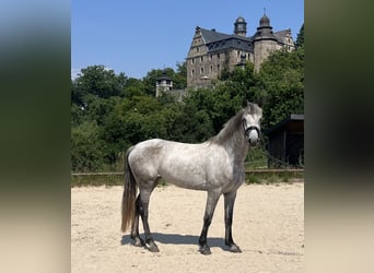 Connemara, Yegua, 4 años, 158 cm