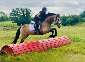 Connemara Mestizo, Yegua, 4 años, 160 cm, Bayo