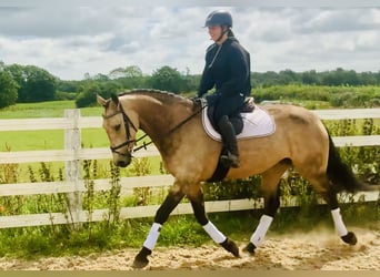 Connemara Mestizo, Yegua, 4 años, 160 cm, Bayo