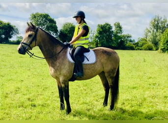 Connemara Mestizo, Yegua, 4 años, 160 cm, Bayo