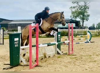 Connemara Mestizo, Yegua, 4 años, 160 cm, Bayo