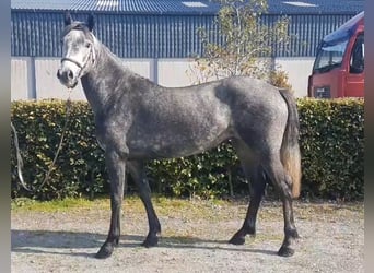 Connemara, Yegua, 4 años, Tordo rodado