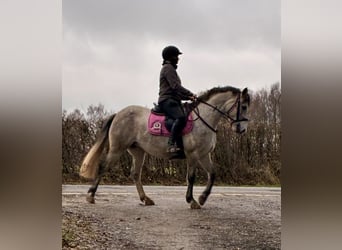 Connemara, Yegua, 5 años, 140 cm, Tordo