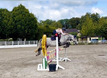 Connemara, Yegua, 5 años, 142 cm, Tordo rodado