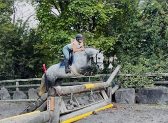 Connemara, Yegua, 5 años, 142 cm, Tordo rodado
