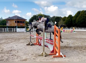 Connemara, Yegua, 5 años, 142 cm, Tordo rodado