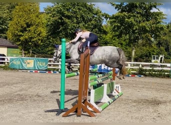 Connemara, Yegua, 5 años, 142 cm, Tordo rodado