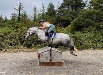 Connemara, Yegua, 5 años, 142 cm, Tordo rodado