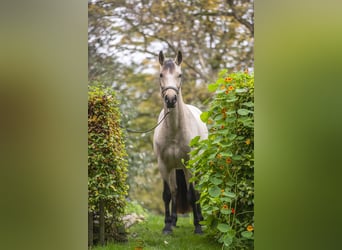 Connemara, Yegua, 5 años, 145 cm, Bayo