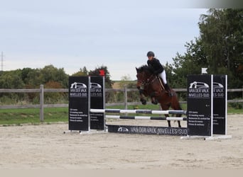 Connemara, Yegua, 5 años, 146 cm, Castaño