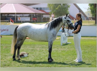 Connemara, Yegua, 5 años, 146 cm, Tordillo negro