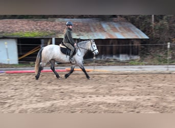 Connemara, Yegua, 5 años, 146 cm, Tordo rodado
