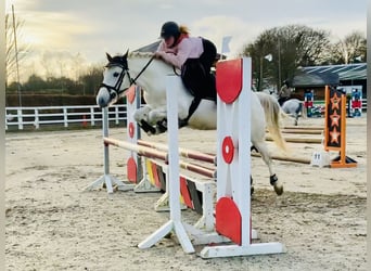 Connemara, Yegua, 5 años, 147 cm, Tordo