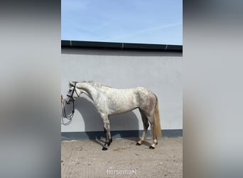 Connemara, Yegua, 5 años, 147 cm, Tordo