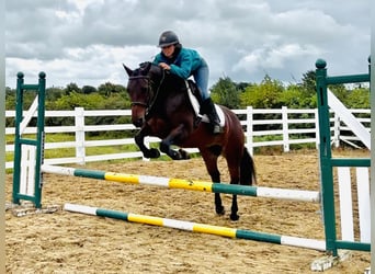 Connemara, Yegua, 5 años, 148 cm, Castaño