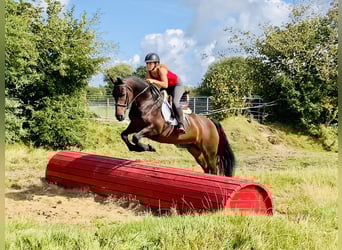 Connemara, Yegua, 5 años, 148 cm, Castaño