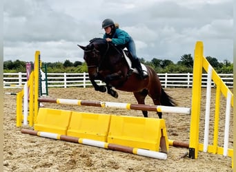 Connemara, Yegua, 5 años, 148 cm, Castaño