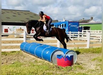 Connemara, Yegua, 5 años, 148 cm, Castaño