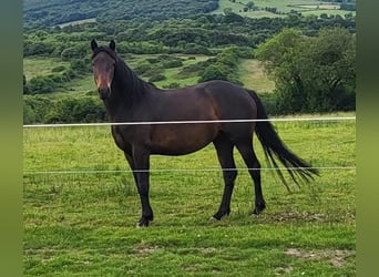 Connemara, Yegua, 5 años, 148 cm, Castaño rojizo