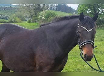 Connemara, Yegua, 5 años, 148 cm, Castaño rojizo